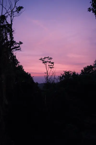 A purple and pink sky at dusk above the silhouettes of trees.