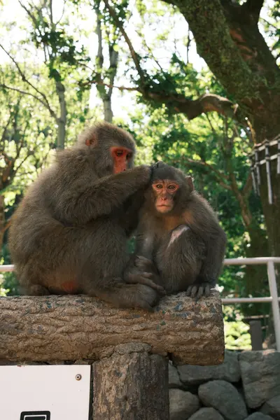 Two macaques on a wooden post, one grooming the other, trees behind.